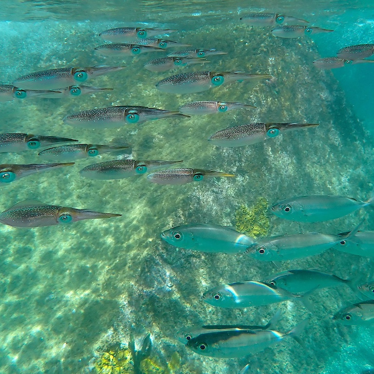 Leadership Coaching Button