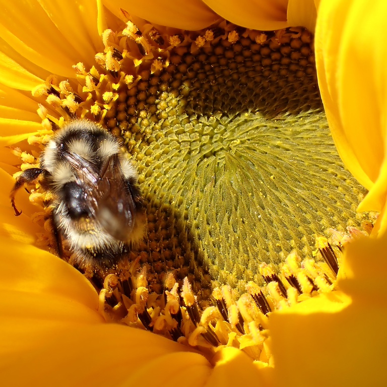 Wellness Programs Button