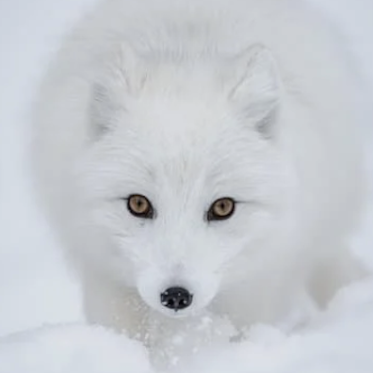 Photo of arctic fox