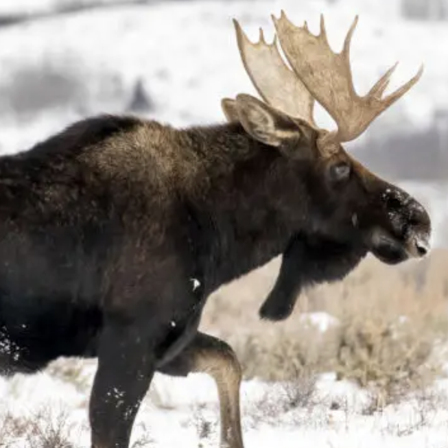 Photo of moose